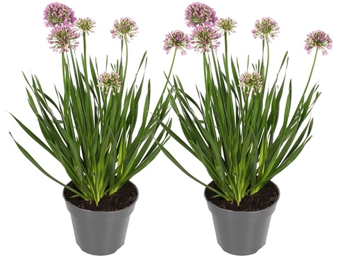  Allium 'Millennium': Samengebalde schoonheid