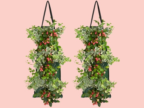 Gaultheria & Hedera: een droomduo in een wandhanger
