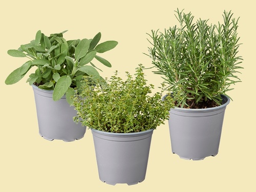 Kruiden om verliefd op te worden