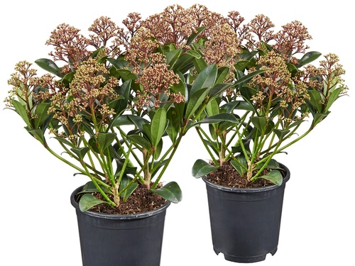 Skimmia japonica 'Rubella': wintergroene schoonhei