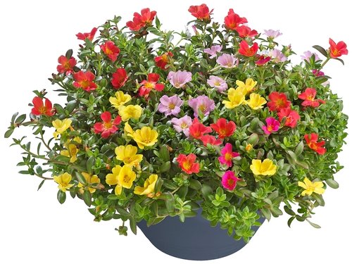 Zo bloeit jouw Portulaca als een boeket!