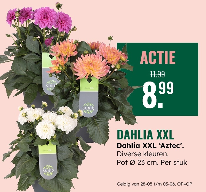 Weekaanbieding: Dahlia XXL